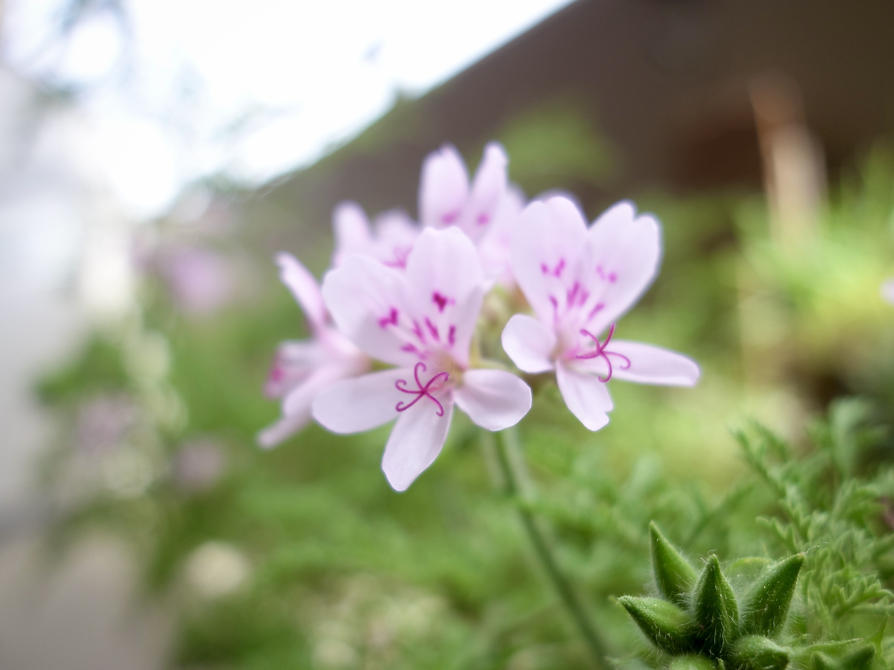 �V�[�Y���t�H�g